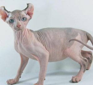 Russia Elf gatto nudo con le orecchie piegate