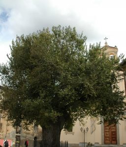 Alberi monumentali Aspromonte