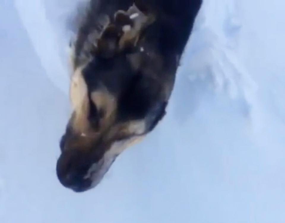 cane congelato Kazakistan