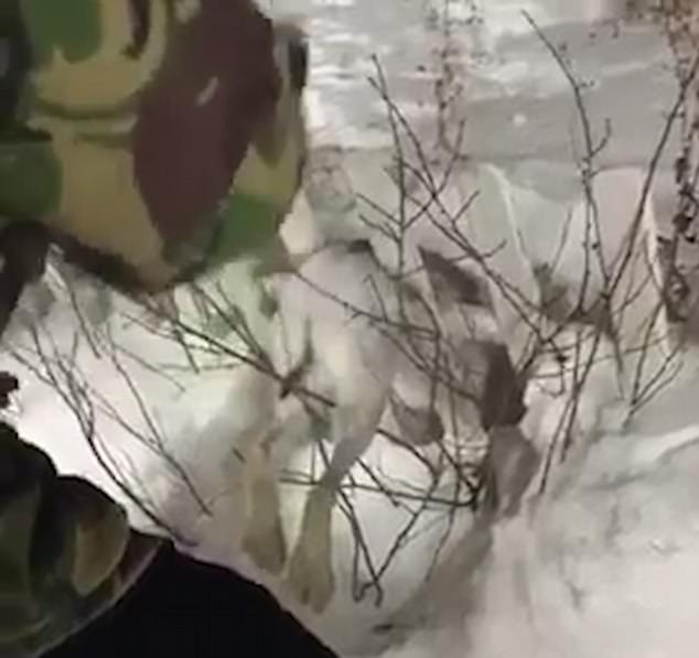 coniglio congelato Kazakistan
