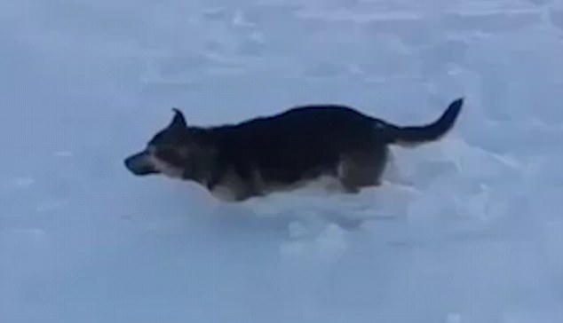 cane congelato Kazakistan