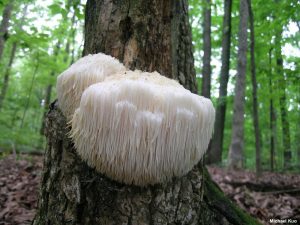 hericium_erinaceus
