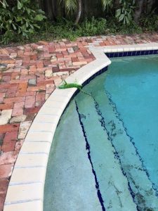 iguana