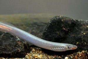 lampreda