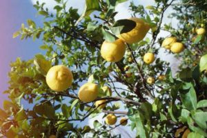 albero limoni