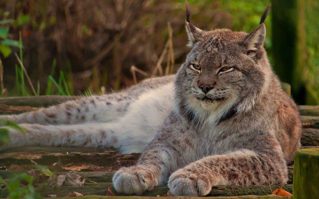 lince canadese