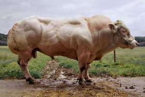 miostatina animali
