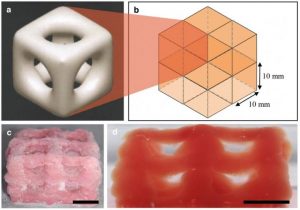 stampa 3D organi
