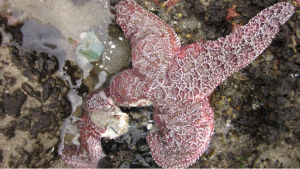 stelle marine California
