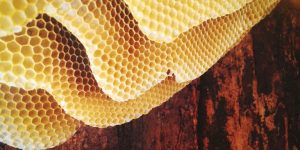 tripofobia alveare