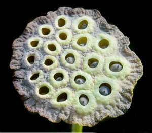 tripofobia fiori di loto