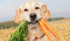 dieta animali