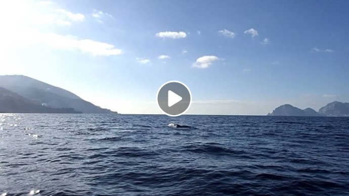 video delfini capri