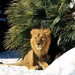 Neve a Roma: il Burian non fa paura agli animali del Bioparco [GALLERY]