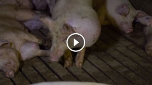 carne ElPozo video