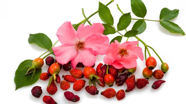 rosa canina