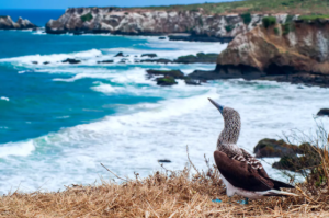 Isla de la Plata, Ecuador