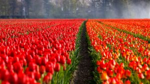 campo tulipani