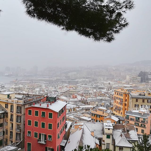 Neve Genova