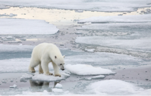Orso polare a Spitsbergen