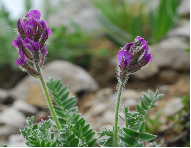 Oxytropis ocrensis, Astragalo del Monte Ocre