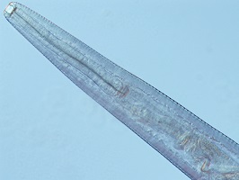 Thelazia gulosa vermi occhio