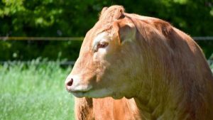 mucca scappa polonia