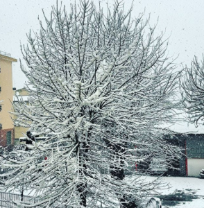 neve ventimiglia