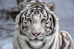 olimpiadi invernali 2018 mascotte