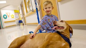 pet therapy