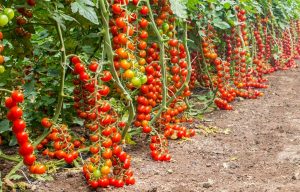 pomodorino pachino