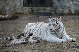 tigre bianca olimpiadi invernali 2018