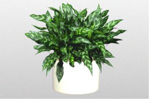 piante