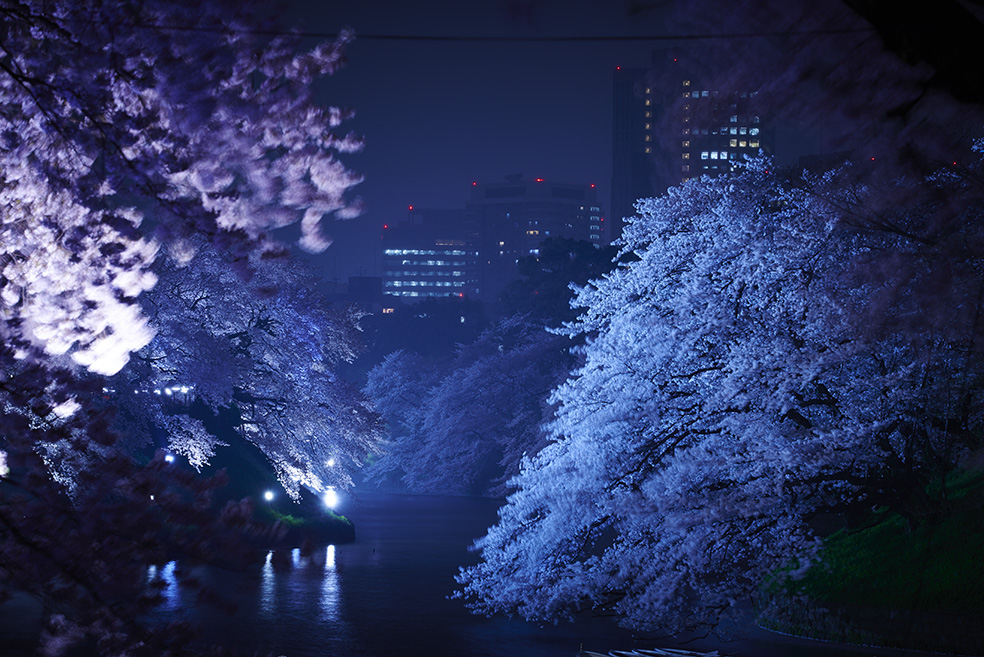 Tokyo fioritura dei ciliegi