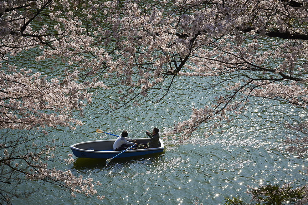 Tokyo fioritura dei ciliegi