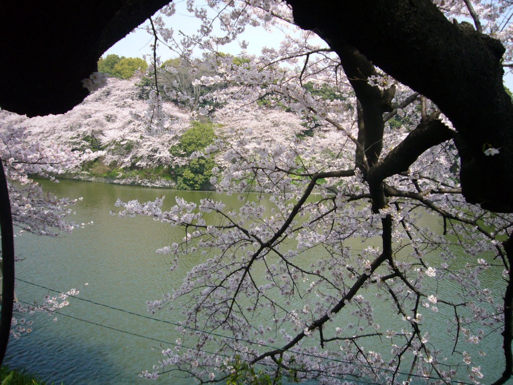 Tokyo fioritura dei ciliegi