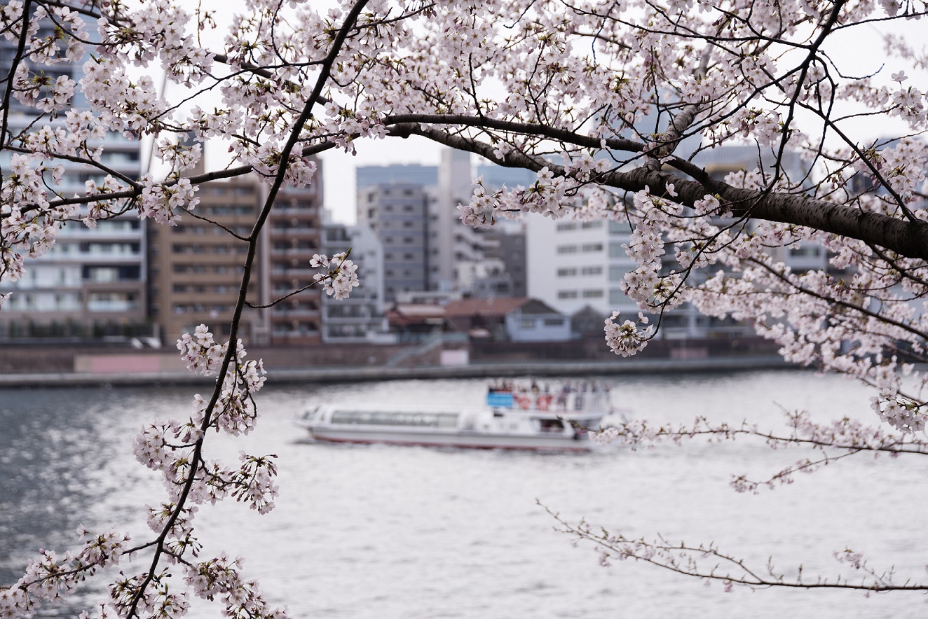 Tokyo fioritura dei ciliegi
