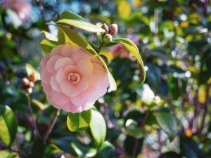 Camelia