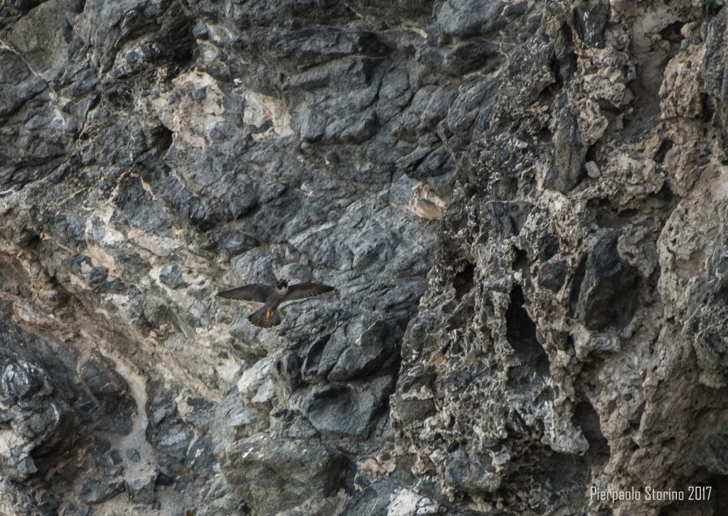 Falco peregrinus