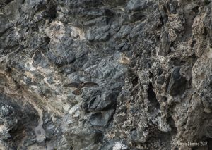 Falco peregrinus