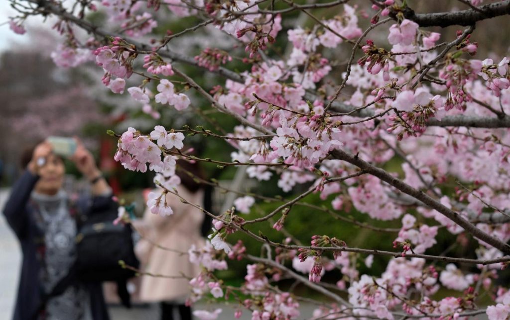ciliegi Tokyo