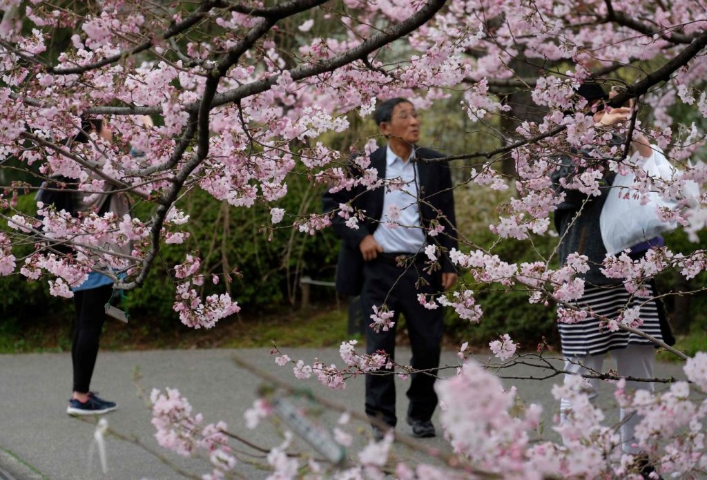 ciliegi Tokyo
