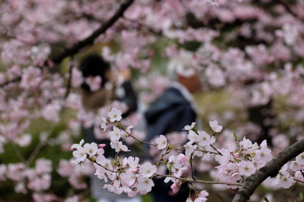 ciliegi Tokyo