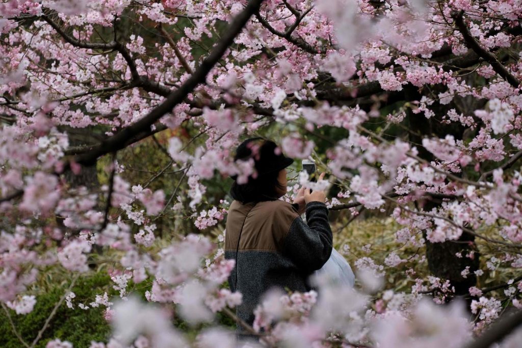 ciliegi Tokyo