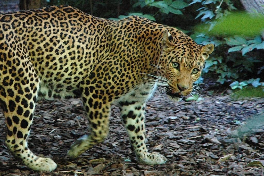 Leopardo