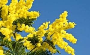mimosa mimose