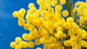 mimosa festa donna giornata internazionale