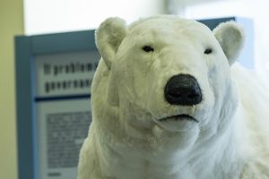 orso polare