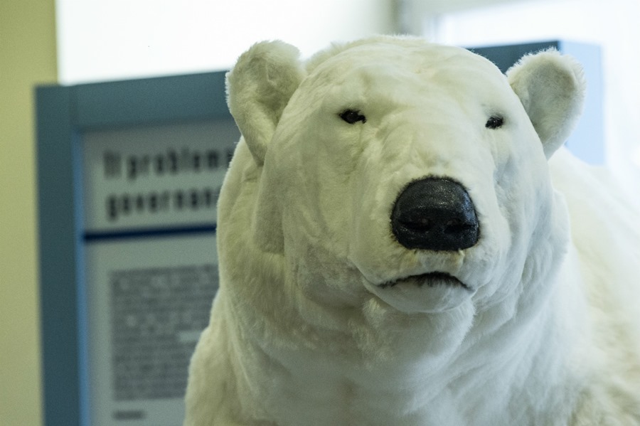orso polare