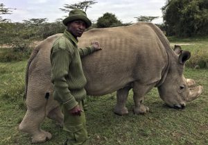 Sudan, ultimo rinoceronte bianco settentrionale maschio del mondo